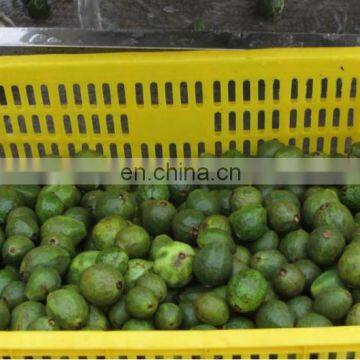 HP-360 Spray Washer Type Watermelon Peach Lemon Roller Cleaning Machine photo-6