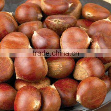 cheap chestnut