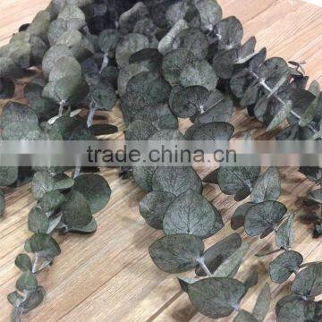 Newest new products eucalyptus leave