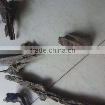 Agar Wood India Indian Neutral Wild photo-2