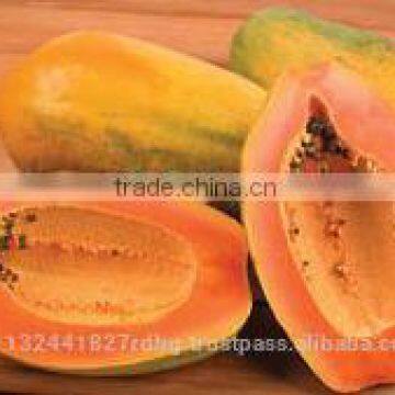 Fresh Papya Exporters in India photo-4