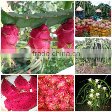 PREMIUM DRAGON FRUIT- HIGH QUALITY - BEST PRICE