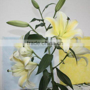 Most popular factory direct yellow fresh lilies