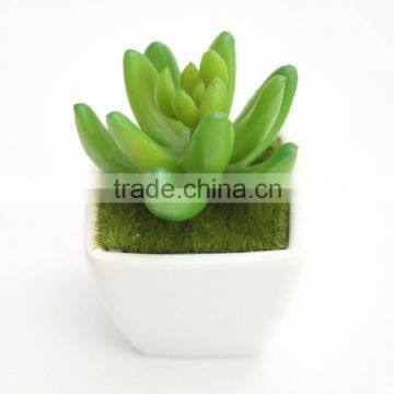Artificial Plants Succulent Plant Type and PE Foam Material Mini Artificial Plants photo-6
