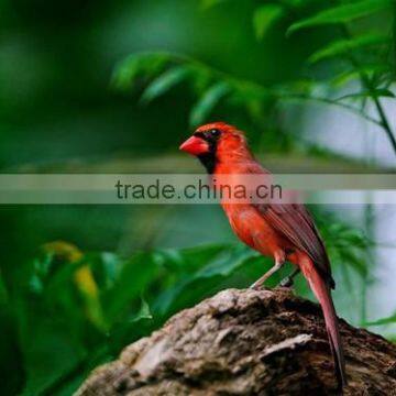 Beautiful scenery bird wallpaper / wall mural