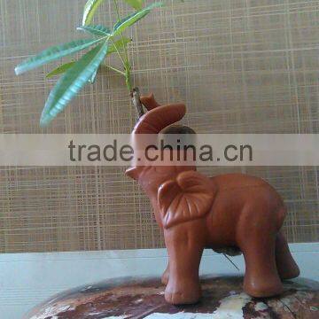 elephant pachira ornamental plants