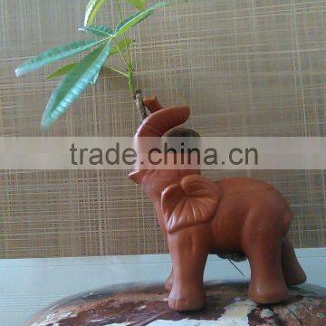 Elephant Pachira Ornamental Plants