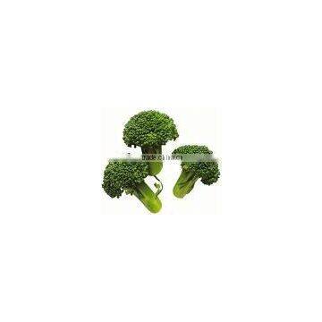 Pure Broccoli Extract 10% Sulforaphen