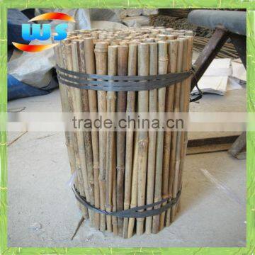 Bambu for plantation plant growing 45cm X 10-12mm