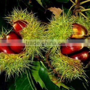 Chinese chestnut on sale