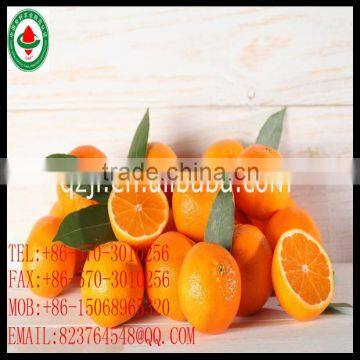 Best Price Navel Orange