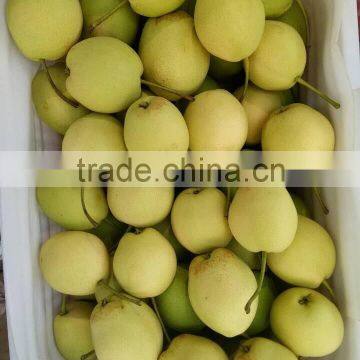 Shandong Pears-Yellow