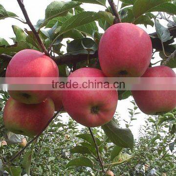 Apple Type and Pome Fruit Products Type Fresh Red Qinguan Apple photo-4