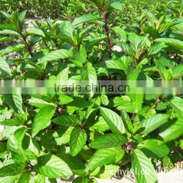 95% Purity Peppermint seeds for cultivating