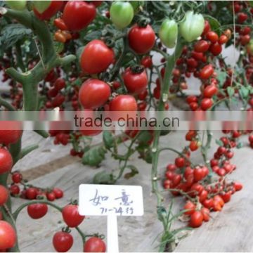 High Quality Oval Shape Pink Cherry Tomato Seeds For Growing-Good Wish