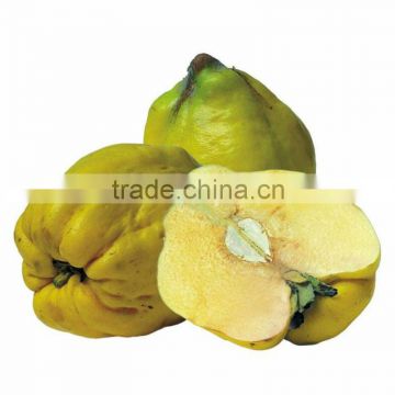 Vacuum Pack IQF Frozen Quince