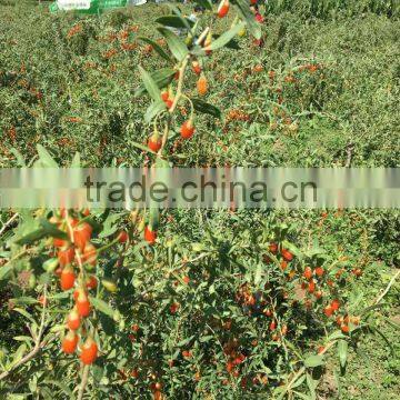 2013 new harvest goji berries