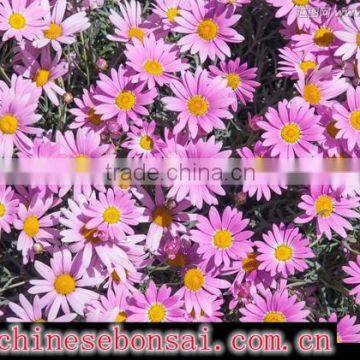 Chrysanthemum