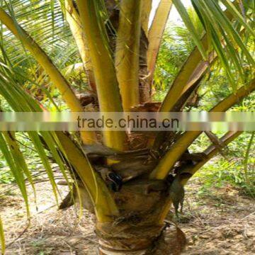 Natural Coconut Fruit Palm Tree