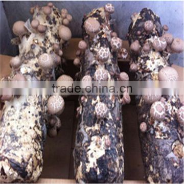 2016 Factory Provide Spawn Mushroom,Xianggu Mushroom,Shiitake Log Wholesale