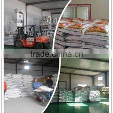 Sunflower Seeds From China photo-4
