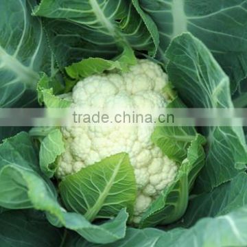 HCF15 Duil F1 hybrid cauliflower seeds