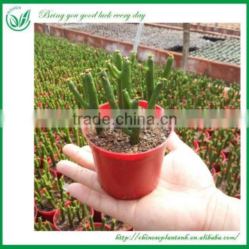 Stick Indoor Succulent Plant Wholesale