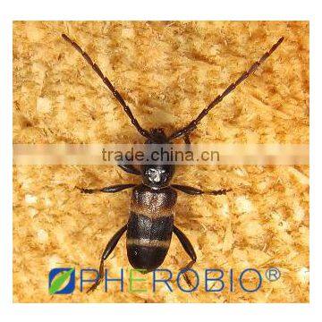 Pheromone lures of Semanotus bifasciatus with trap set