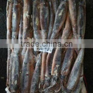 Frozen seafood argentinus illex squid