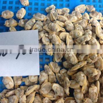Short Necked Clam Meat photo-2