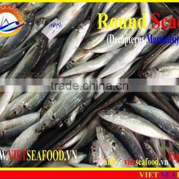 FROZEN MARUADSI WHOLE ROUND (ROUND SCAD) photo-2
