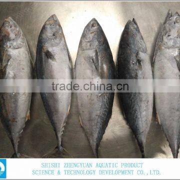 seafood frozen skipjack tuna