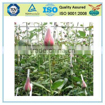 PE Rose Protective Sleeve Netting