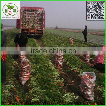 Fresh Carrot/Fresh Carrot/Carrot/Carrot photo-2