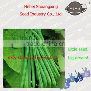 SX Kidney Bean Seeds No.1407 Hybrid vegetable seeds