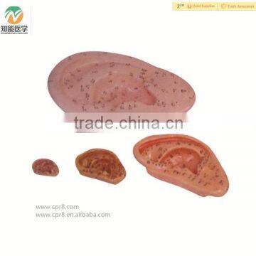 High Quality Ear Chinese Acupuncture Model