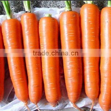 new fresh yellow carrot on hot sale