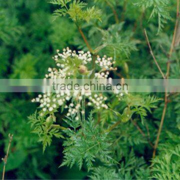 Rhizoma Chuanxiong Extract/Chuanxiong Essential Oil