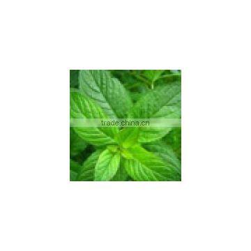 100 % Natural & Pure Peppermint Oil BP