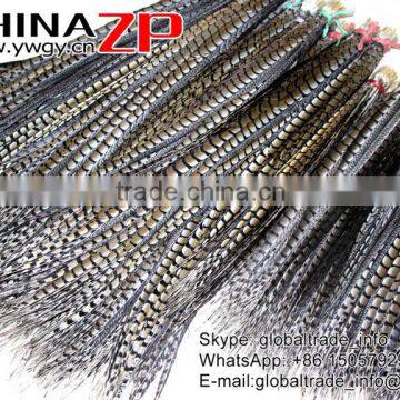 CHINAZP Exporting Wholesale Top Quality Large Natural Beautiful Lady Amherst Pheasant Tail Feathers for DIY photo-5