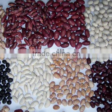 2013 White Kidney Bean- Middle size