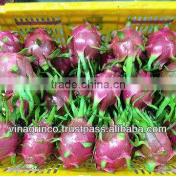 Fresh Dragon Fruit photo-5