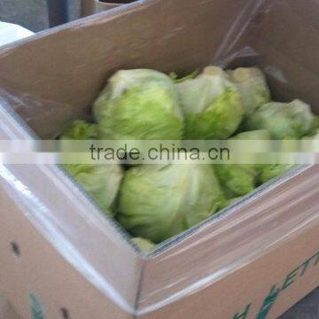 Hebei Fresh Lettuce