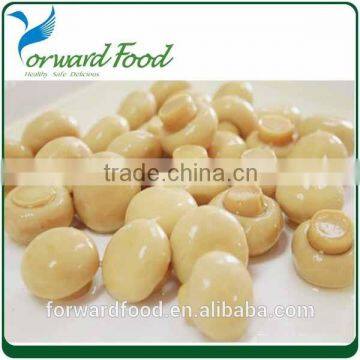 top quality canned oyster mushroom