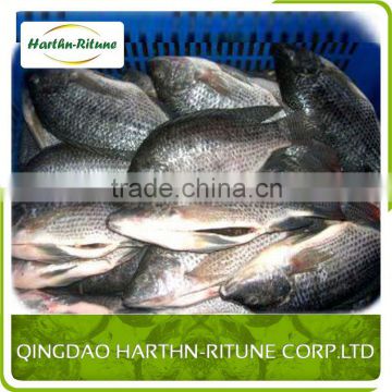 Iqf Tilapia Fillet Fish