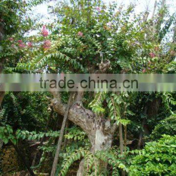 Lagerstroemia Indica L. photo-3