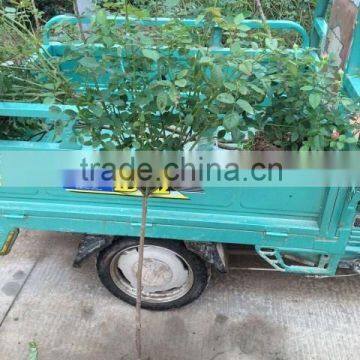 4-5 years 80-120cm blooming Roses Seedlings with straight trunk