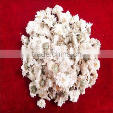 Well Dry New Crop 2015 Chinese Whellote Chrysanthemum
