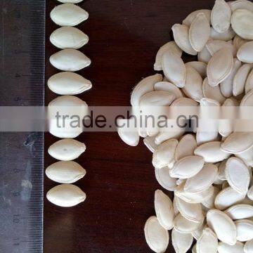 Inner Mongolia Shine Skin Pumpkin Seeds in Shell