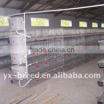 Layer Chicken cage of poultry equipment